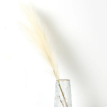 Pampasgras – Sanfte Leichtigkeit