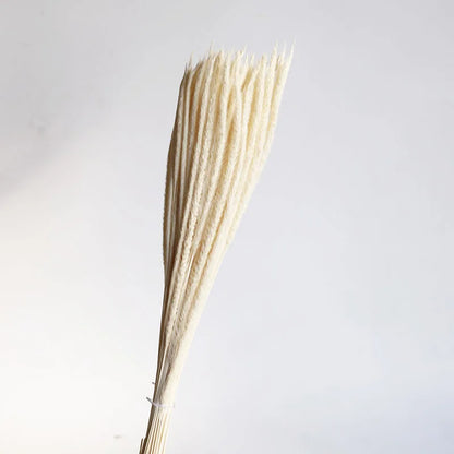 Pampasgras – Herbstliche Deko