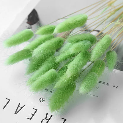 Pampasgras – Herbstliche Deko