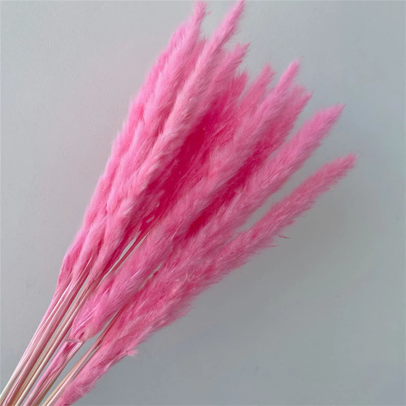 Pampasgras – Herbstliche Deko