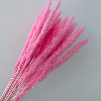 Pampasgras – Herbstliche Deko