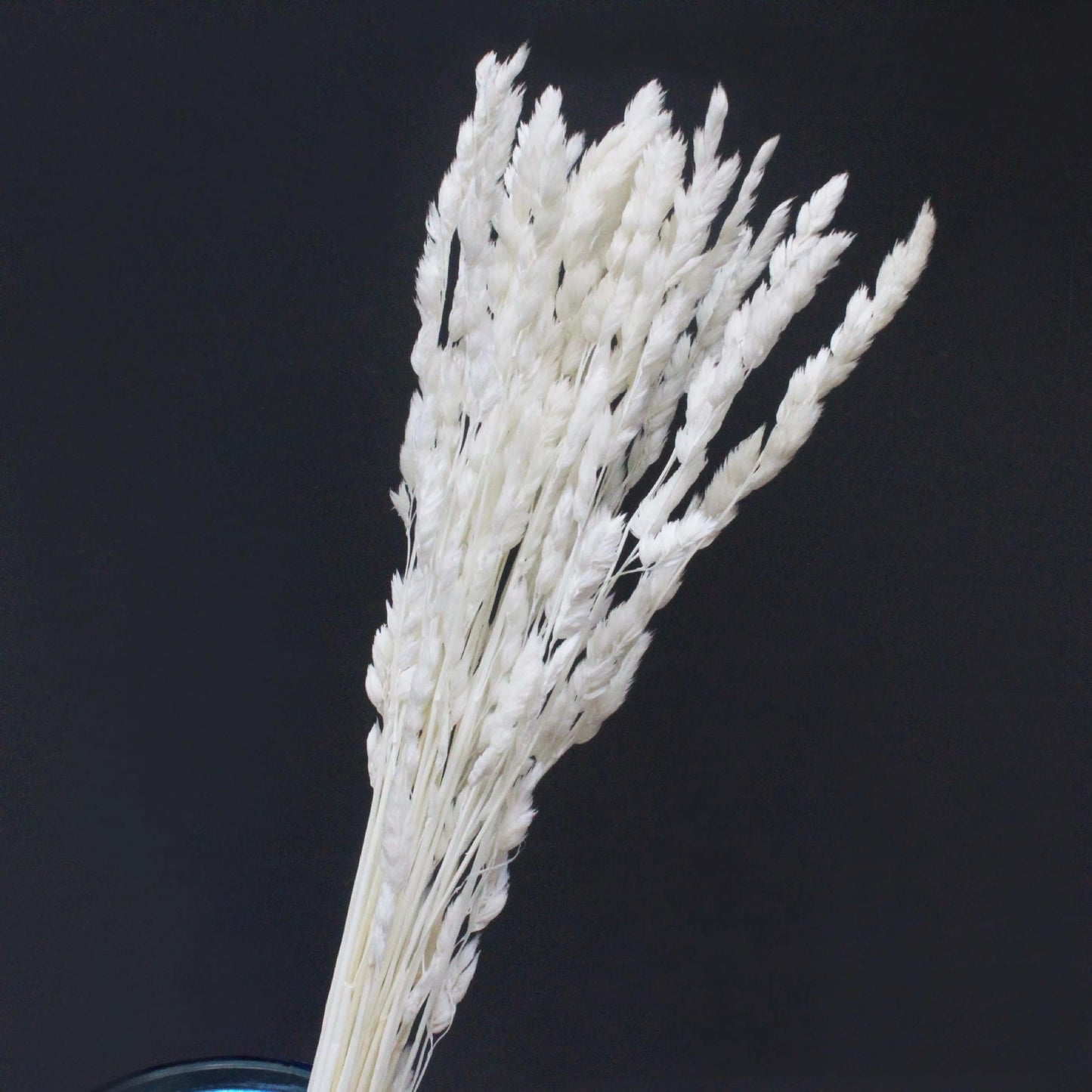 Pampasgras – Herbstliche Deko