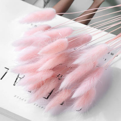 Pampasgras – Herbstliche Deko