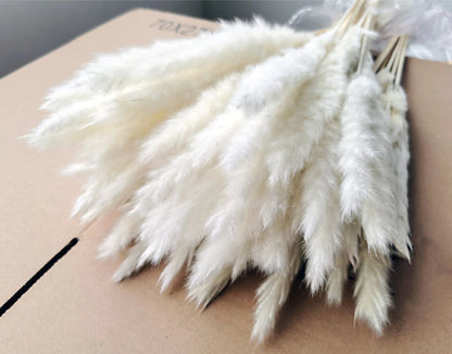 Pampasgras – Herbstliche Deko