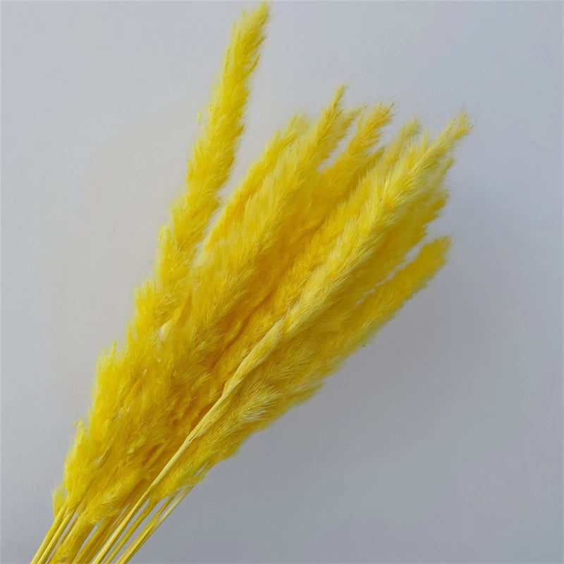 Pampasgras – Herbstliche Deko