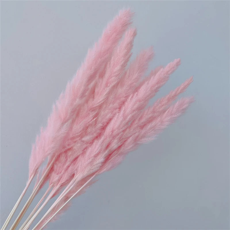 Pampasgras – Herbstliche Deko